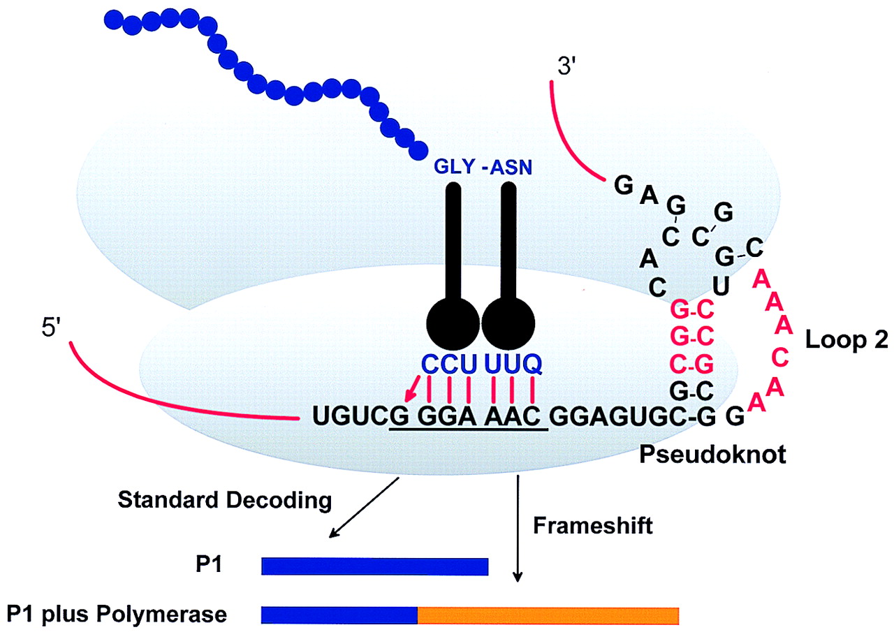 Illustration of a programmed -1 frameshift.